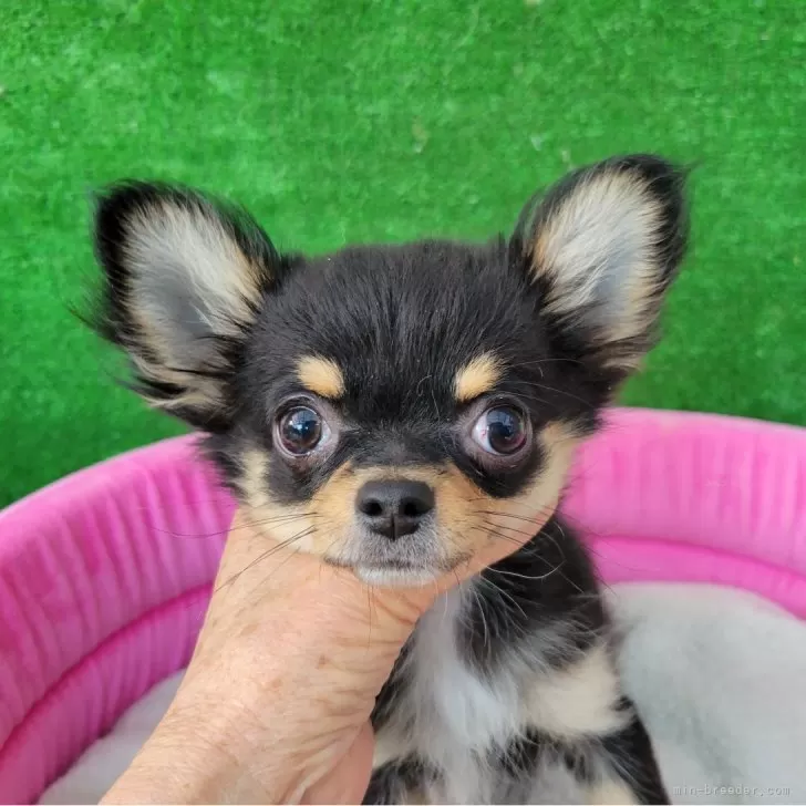 ID:2504-01469の子犬