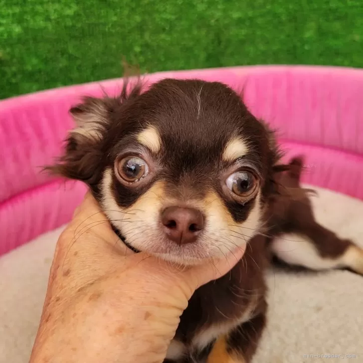 ID：2501-04672の子犬