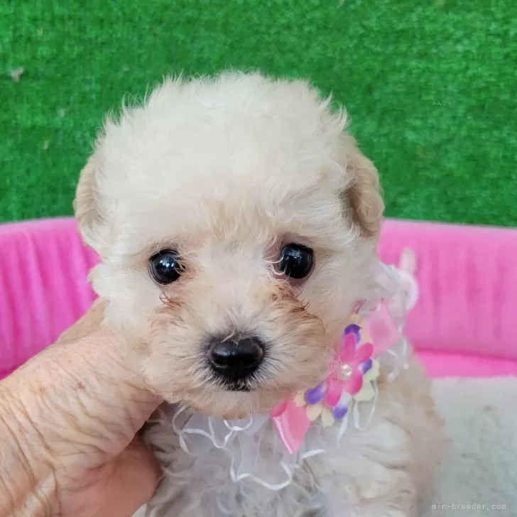 ID:2507-09126の子犬