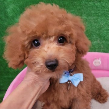 タイニープードル【福岡県・男の子・2025年7月4日・レッド】の写真「癒されるお顔です。🎵😍🎵」