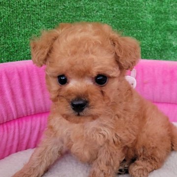 トイプードル(タイニー)【福岡県・男の子・2024年11月17日・レッド】の写真「♡おめ目クリクリの可愛い男の子の子です（*^^*）」