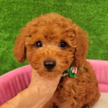 タイニープードル【福岡県・男の子・2025年7月4日・レッド】の写真「目クリクリの可愛い男の子」