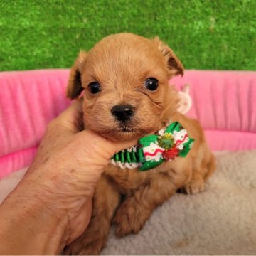 チワプー(チワワ×トイプードル)【福岡県・男の子・2025年11月6日・クリーム】の写真「クリスマス⛄🎄✨セール」