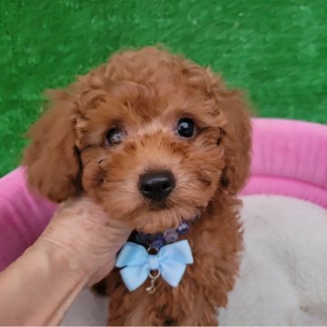 タイニープードル【福岡県・男の子・2025年7月4日・レッド】の写真「癒されるお顔です。🎵😍🎵」