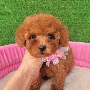 トイプードル(タイニー)【福岡県・男の子・2025年3月12日・レッド】の写真「目クリクリのお鼻の短いとっても可愛い男の子」