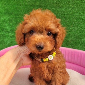 トイプードル(タイニー)【福岡県・男の子・2025年4月14日・レッド】の写真「目クリクリの可愛い男の子」