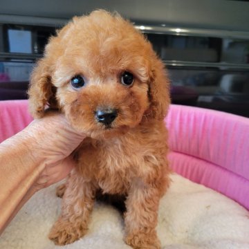 トイプードル(タイニー)【福岡県・女の子・2024年12月31日・レッド】の写真「おめ目クリクリの可愛い女の子」