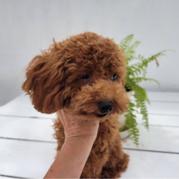 タイニープードル【福岡県・男の子・2025年3月12日・レッド】の写真「目クリクリのお鼻の短いとっても可愛い男の子」