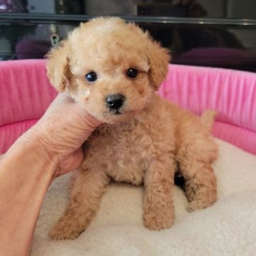 トイプードル(タイニー)【福岡県・男の子・2024年11月17日・アプリコット】の写真「♡おめ目クリクリの可愛い男の子の子です（*^^*）」