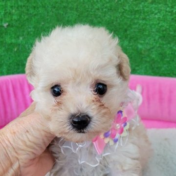 トイプードル(タイニー)【福岡県・女の子・2025年6月16日・アプリコット】の写真「お目目クリクリの可愛い女の子」
