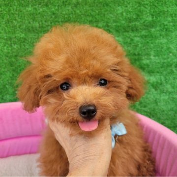 トイプードル(ティーカップ)【福岡県・男の子・2025年3月12日・アプリコット】の写真「とっても小さく小振りの可愛い男の子」