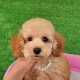 タイニープードル