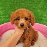 タイニープードル