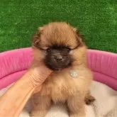 ポメラニアン