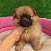 ポメラニアン