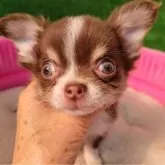 チワワ(ロング)【福岡県・男の子・2025年1月15日・チョコタン&ホワイト】の写真1