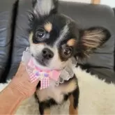 チワワ(ロング)