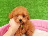 ティーカッププードル