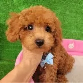 タイニープードル