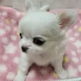 チワワ(ロング)