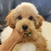 タイニープードル