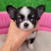 チワワ(ロング)