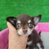 チワワ(ロング)