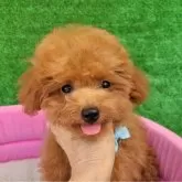 ティーカッププードル