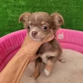 チワワ(ロング)【福岡県・女の子・2024年12月15日・イザベラタン&ホワイト】の写真3