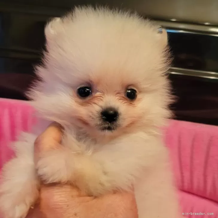 ID:2401-07287の子犬