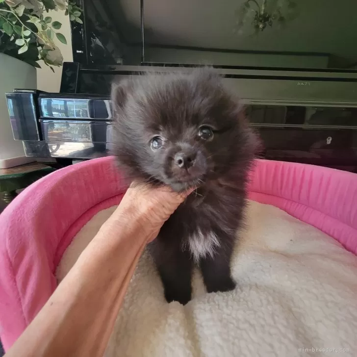 ID:2407-07930の子犬