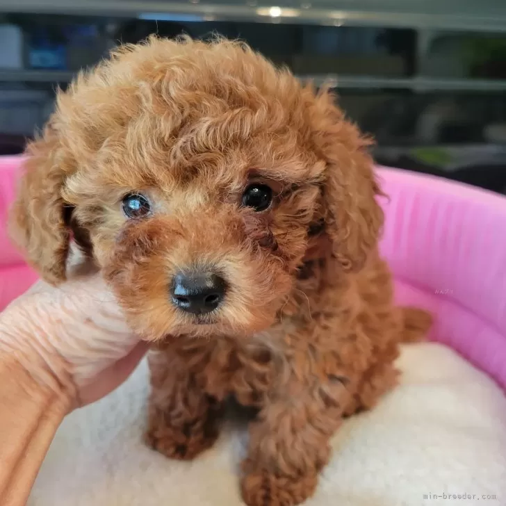 ID：2408-02691の子犬