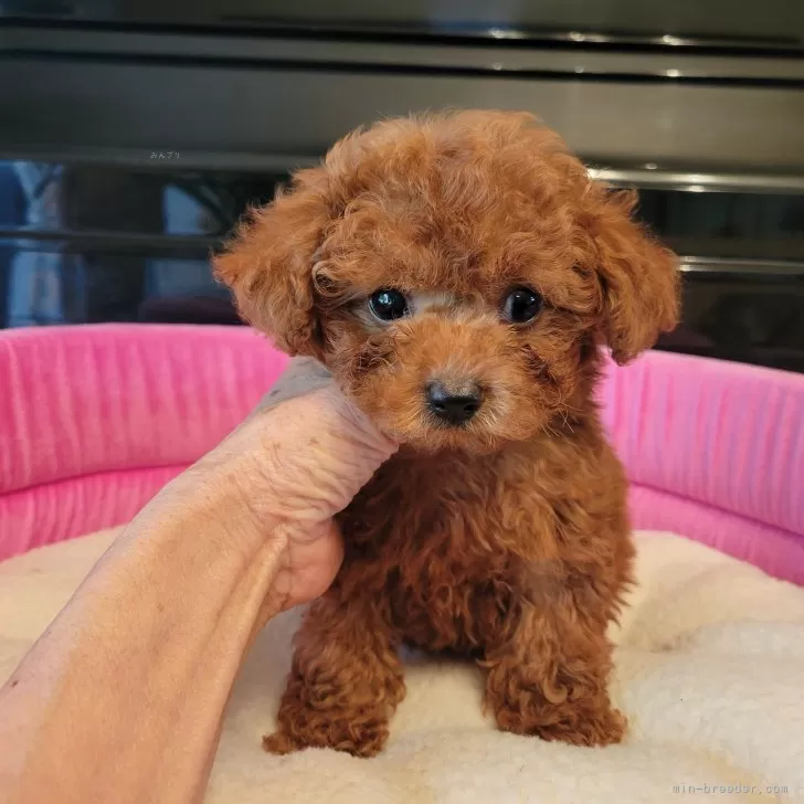 ID：2405-01382の子犬