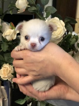 チワワ(ロング)【福岡県・女の子・2019年7月25日・ホワイト】の写真「おっとりした性格の女の子です。」