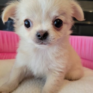 チワワ(ロング)【福岡県・女の子・2023年12月5日・クリーム】の写真「マズルの詰まった丸顔の可愛い女の子です。」