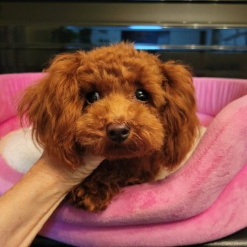 トイプードル(ティーカップ)【福岡県・女の子・2023年12月11日・レッド】の写真「Tカップ予想でしかも足の短いドアーフタイプです。」