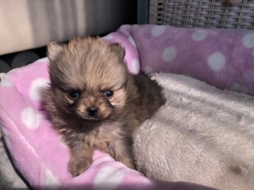 ポメラニアン【福岡県・女の子・2020年1月5日・レッド】の写真「ちっちゃくておとなしいです」