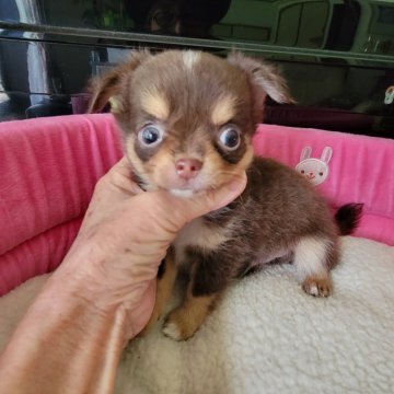 チワワ(ロング)【福岡県・男の子・2024年6月5日・チョコタン&ホワイト】の写真「人気のチョコタン&ホワイトでとっても小振りです」