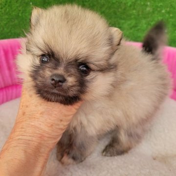 ポメラニアン【福岡県・男の子・2024年8月23日・オレンジセーブル】の写真「毛量抜群♡お目目の可愛い男の子です（*^^*）」