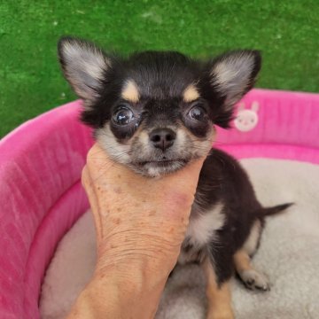 チワワ(ロング)【福岡県・女の子・2024年6月19日・ブラックタン&ホワイト】の写真「超小振りな女の子です」
