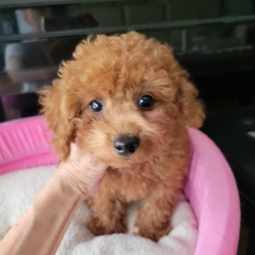 トイプードル(タイニー)【福岡県・男の子・2024年5月10日・レッド】の写真「毛量抜群♡お目目の可愛い男の子です（*^^*）」