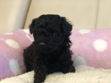 トイプードル(タイニー)【福岡県・男の子・2019年12月19日・ブラック】の写真「とてもおっとりした性格です。」