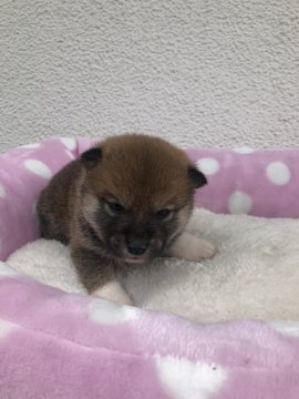 柴犬(標準サイズ)【福岡県・女の子・2020年2月13日・赤】の写真「性格は、おっとりしておとなしいです。」