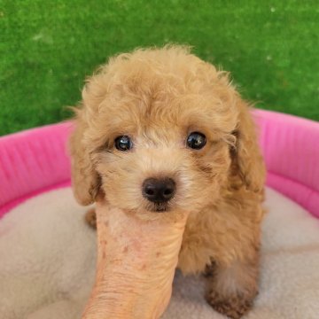 トイプードル(タイニー)【福岡県・男の子・2024年6月17日・アプリコット】の写真「お目目クリクリの可愛い男の子」
