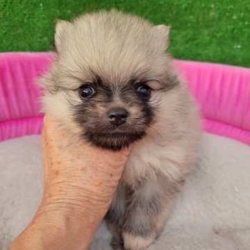 ポメラニアン【福岡県・男の子・2024年8月23日・ウルフセーブル】の写真「毛量抜群♡お目目の可愛い男の子です（*^^*）」