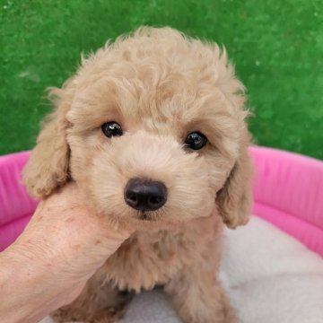 トイプードル(タイニー)【福岡県・男の子・2024年6月17日・アプリコット】の写真「お目目クリクリの可愛い男の子」