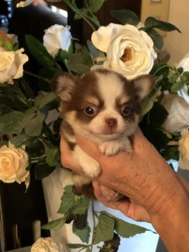 チワワ(ロング)【福岡県・男の子・2019年7月25日・チョコタンアンドホワイト】の写真「可愛いお目目で、おっとりした性格です。」