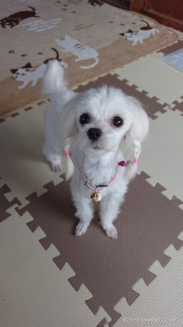 梅野　美恵子(うめの　みえこ)ブリーダー(熊本県・トイプードルなど・JKC登録)の紹介写真4