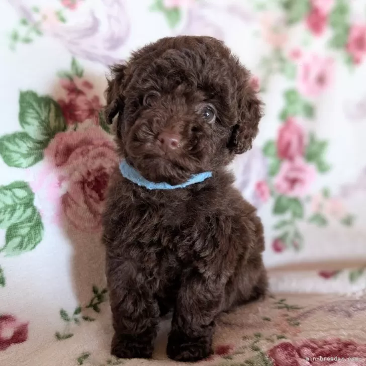 ID:2503-06133の子犬