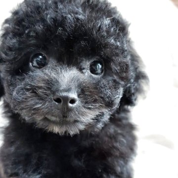 トイプードル(タイニー)【熊本県・女の子・2025年8月12日・ブラック】の写真「ﾃｨｰｶｯﾌﾟよりのﾀｲﾆｰかわいいお顔の女の子」